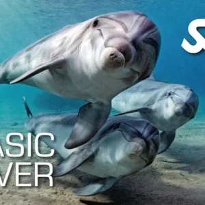 Basic Diver Course Utila