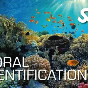 Coral Identification Utila