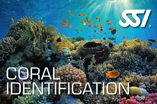 Coral Identification Utila