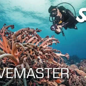 Divemaster Course Utila