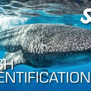 Fish Identification Course Utila