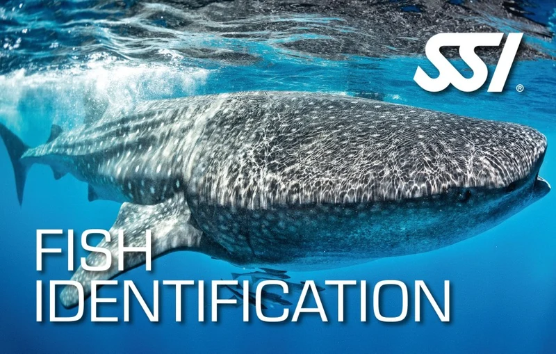 Fish Identification Course Utila