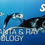 Manta Ray Ecology Course Utila