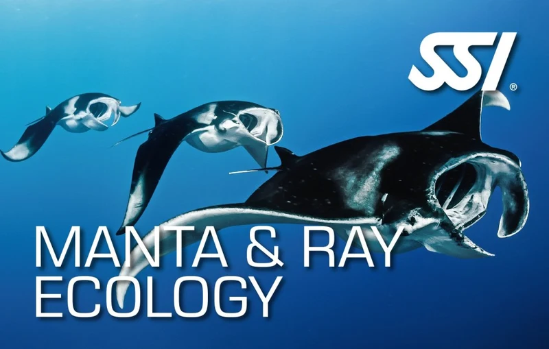 Manta Ray Ecology Course Utila