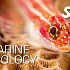 Marine Ecology Course Utila