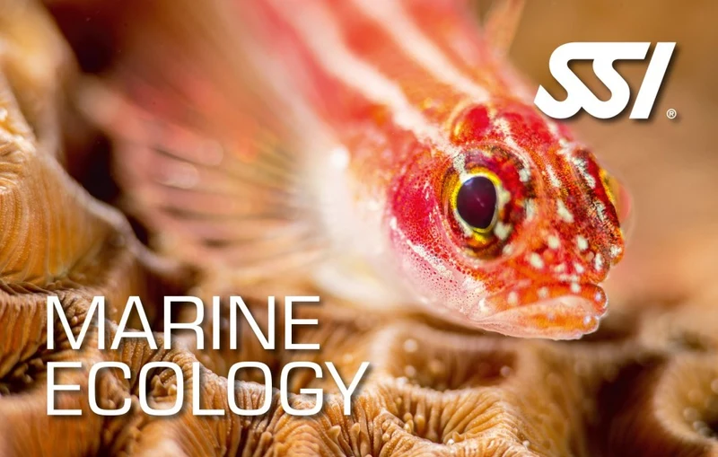 Marine Ecology Course Utila