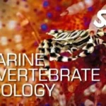 Marine Invertebrates Ecology Utila