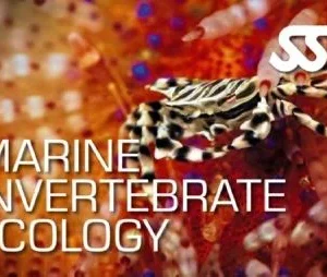 Marine Invertebrates Ecology Utila