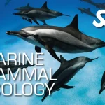 Marine Mammal Ecology Utila