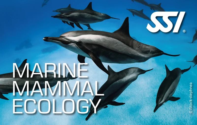 Marine Mammal Ecology Utila