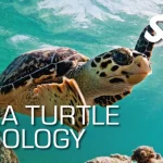 Sea Turtle Ecology Course Utila