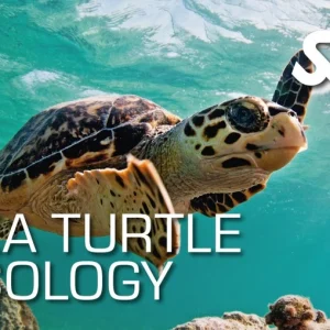 Sea Turtle Ecology Course Utila