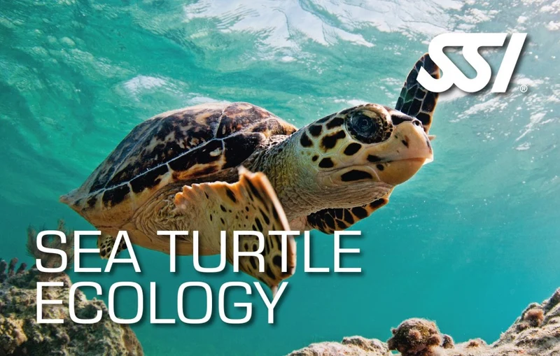 Sea Turtle Ecology Course Utila