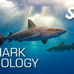 Shark Ecology Course Utila