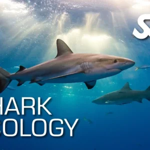 Shark Ecology Course Utila