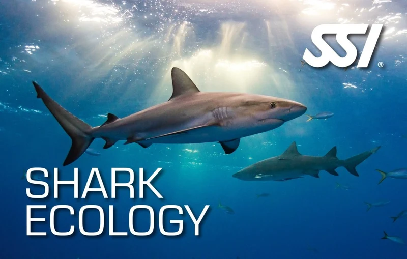 Shark Ecology Course Utila