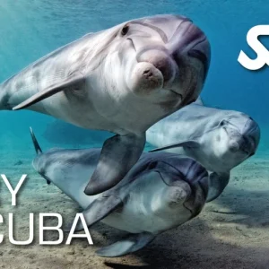 Try Scuba Course
